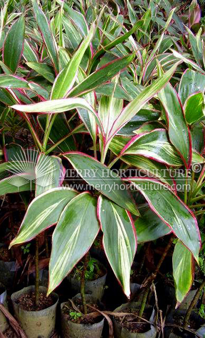 Cordyline fruticosa cultivar